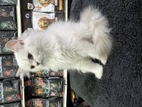 Irk ve sağlık garantili british longhair yavrularımız
