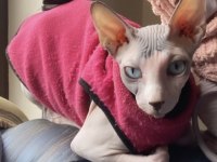 Sphynx kedisi ücretsiz