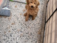 Red Brown toy poodle