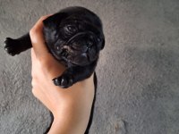 Yurt dışı girişli solid siyah jaguari pug yavrular