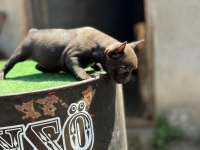 Teslim hazır İzabella+flufy carrier french bulldog yavrular