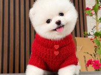 Irk Ve Sağlık Garantili Pomeranian Boo Bebekler