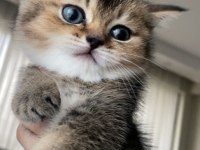 British golden shorthair/longhair erkek dişi