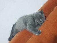 Mersin Scottish Fold