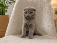 Dişi Ve Erkek Ayıcık Surat Bebek Kediler