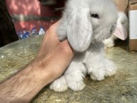 Veteriner hekimden Hollanda\Mini Lop tavşanı yavrular