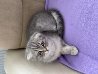British Longhair ve Scottish Fold