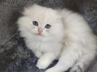 İstanbul İçi 7/24 Adrese Teslim British Longhair