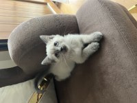 British Blue Point