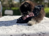 Sevimli black tan pomeranian