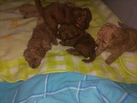 Teacup poodle küçük boy bebeklerim