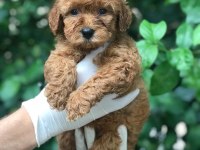 A KALİTE POODLE AYARINDA MALTİPOO BEBEK