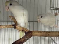 Genç takım Forpus albino ve Amerikan turkuaz 1 yaşında