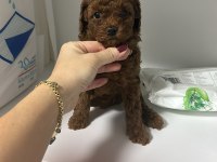 Dark Redbrown Kore Dişi Poodle