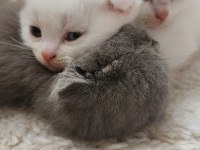 Scottish fold kedimizi sahiplendirme