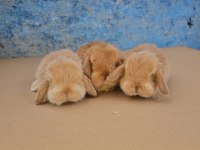Mini lop tavşanı bebeklerimiz