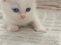Sahiplendirme british longhair kedimiz