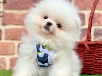 Safkan Pomeranian Boo Bebekler