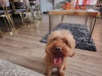 2 Yaşında Erkek Toy Poodle