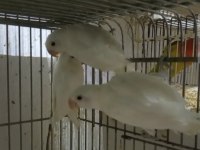 Cennet Papağanı Albino