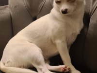 Elma kafa ve küt burun teacup chihuahua yavru