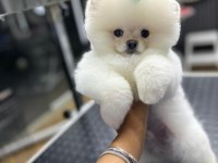 4 aylık üst düzey pomeranian boo yavrularım