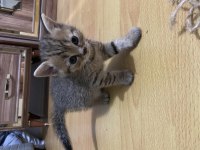 Sütten kesildiler scottish fold