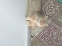 British shorthair BALIM için yuva arıyoruz
