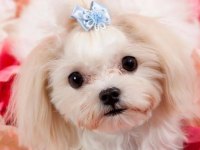Maltese Terrier Xs Sıfır Numara Ev Doğumlu