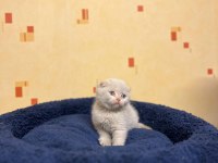 Scottish fold yavrular 5 adet