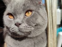 Sakin British shorthair kedimiz çocuk alerjisi kaynaklı