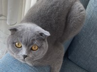 Scottish Fold Masum Kedim