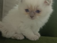Blue point boncuk gözlü scottish fold