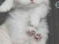 British longhair kedisi