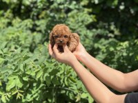 Kore Aşılı Poodle Bebekler