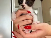 MİNİ MİNİ TEKİR KEDİLER YENİ SICAK YUVALARINI ARIYORUZ