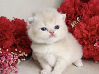 ÖZEL ÇİKOLATA GOLDEN RENGİYLE SAFKAN BRİTİSH