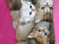 British longhair safkan yavrular