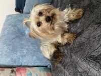 Yorkshire terrier kızımızı sahiplendireceğiz