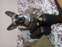 15 aylık dişi french bulldog hiç eşleştirilmemişştir