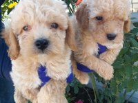 Apricot poodle bebişler