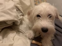 Maltese terrier golden kırması 1 yaşında