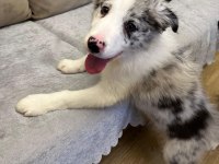 2 aylık blue merle border collie