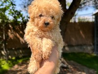 Aprikot toy Poodle yavrumuz 