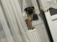8 AYLIK UYGUN FİYATA DİŞİ SAHİPLENDİRİLECEK PUG