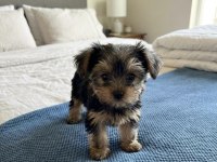 Teacup ev ortamından yorkshire terrier yavrular