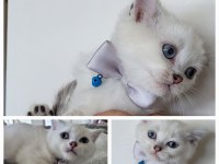 Irk garantili scottish fold yavrular bilgi özelden verilecek