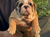 BULLDOG IRKININ EN İYİ DETAYLARI