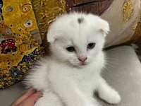 Scottish fold yavru kedilerimiz yeni yuvasını arıyor