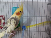Acil cana yakın erkek kuşum sahiplendirilecektir